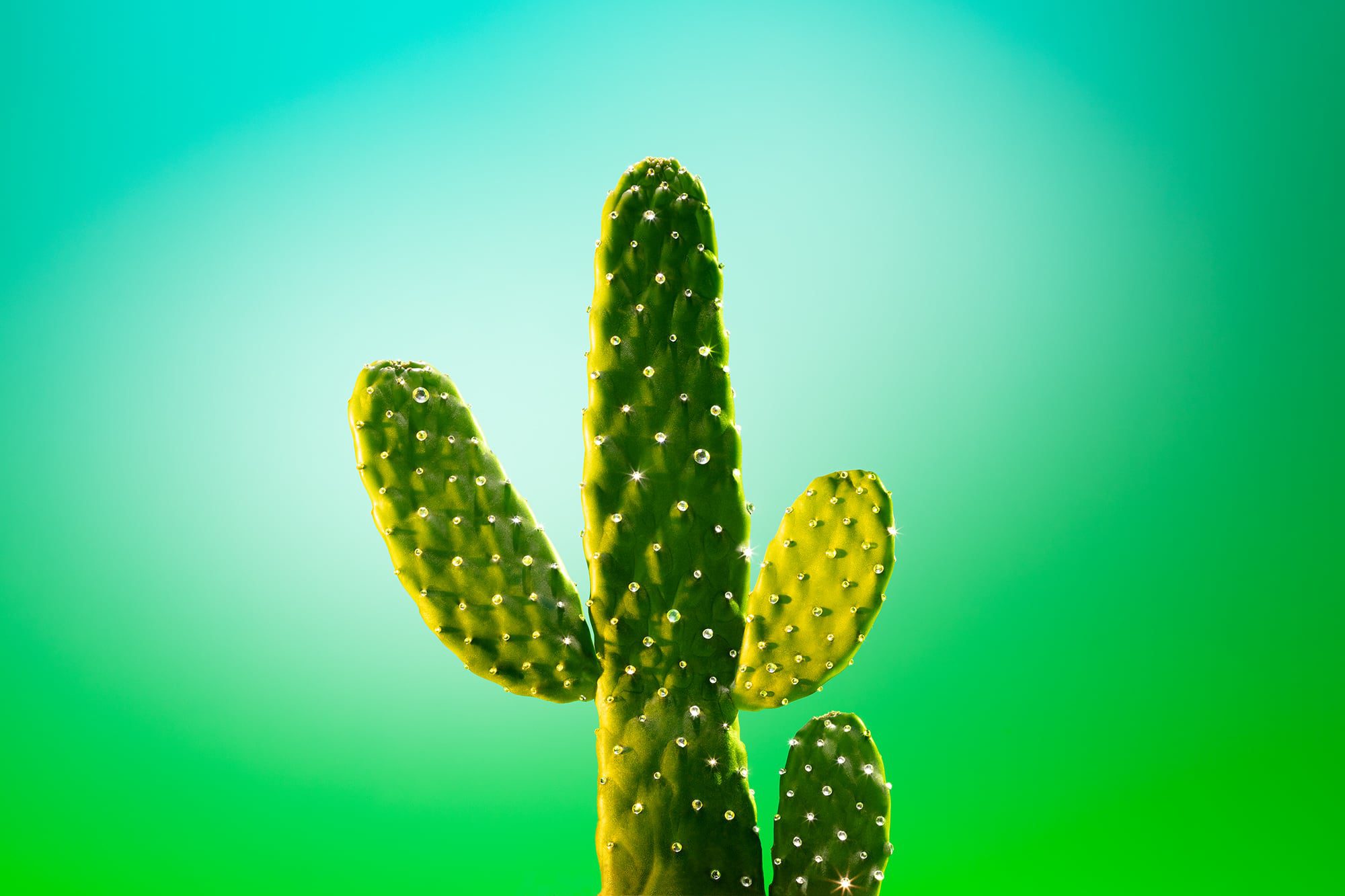 twenty-fauve-glam-nature-1-1