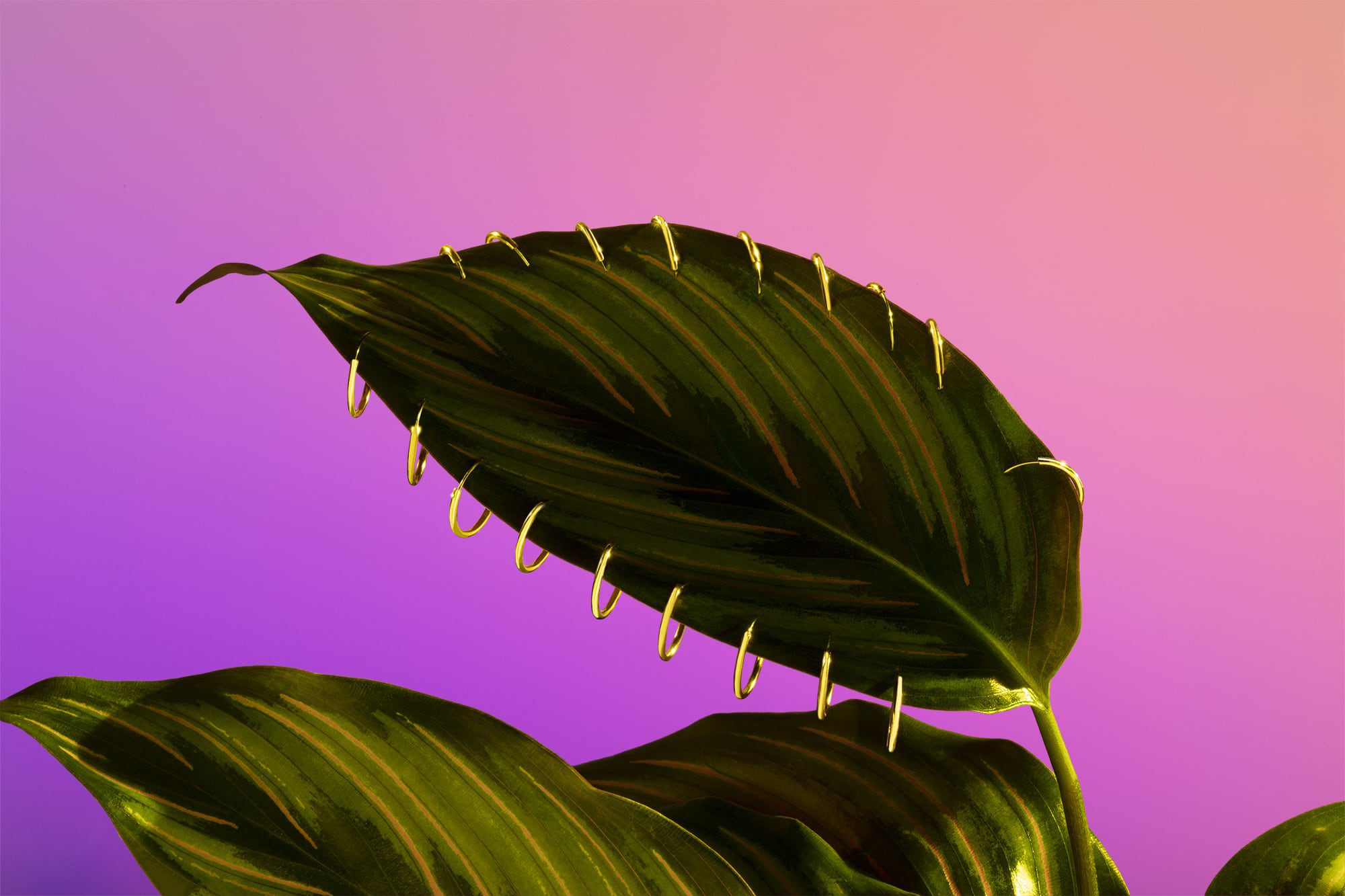 twenty-fauve-glam-nature-3-1